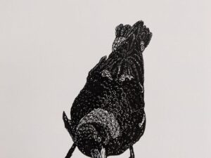 Aves 35 (Lost Birds Series)