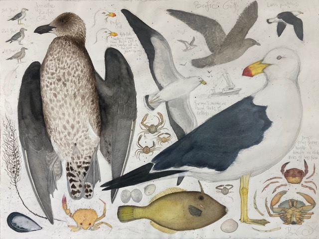 Pacific Gull, watercolour & graphite, 73 x 91 cm