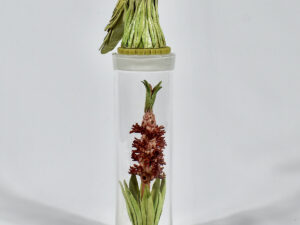 Jane du Rand - Blue Faced Honey Eater and Bottle Brush Flower