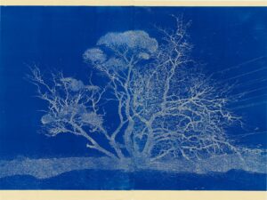 Australian Gothic Indigo