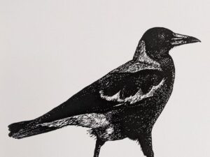 Aves 38 (lost bird series)